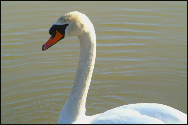 Face of a Swan
