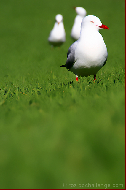 seagulls