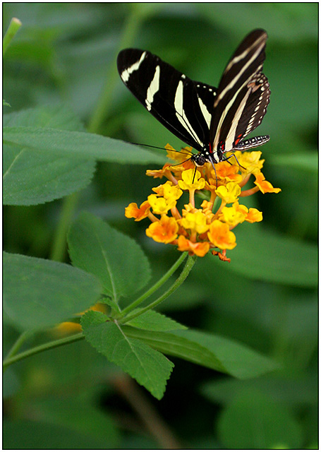 Heliconius Charitonius