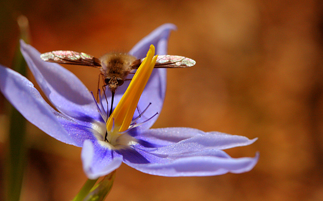 Sphinx Moth on Celestial Lily
