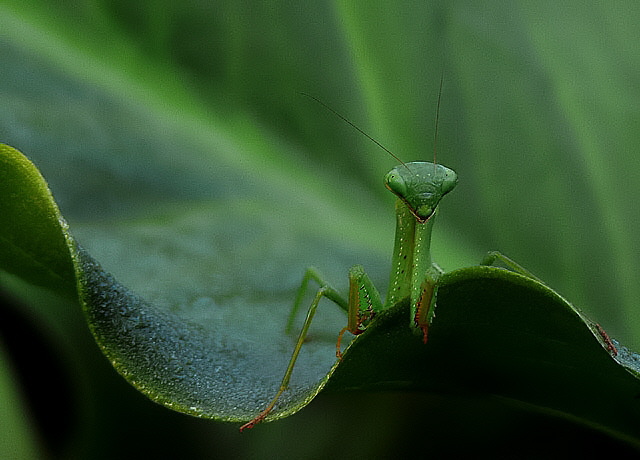 Mantis Stare