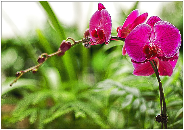 Peters Flowers