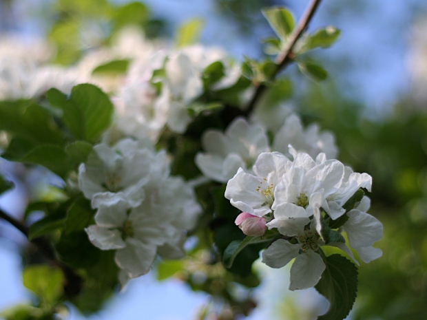 Apple Blossom
