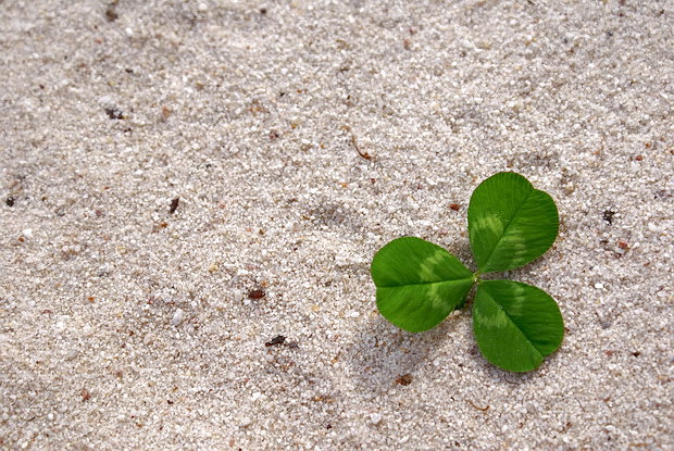 Lucky at the Beach