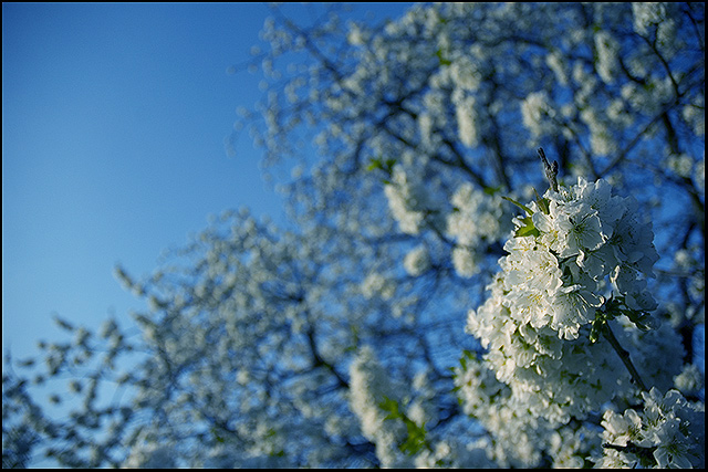 Apple Blossom Sky