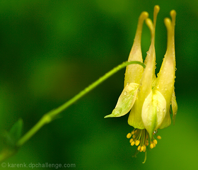 Columbine