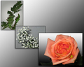 Fading Flowers