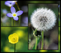 Weeds to some . . . wild beauty to others