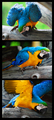 Blue & Gold Macaws