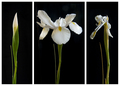 Stages Of Life