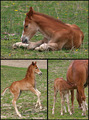 A Day In The Life Of A Foal - Sleep, Eat and Play