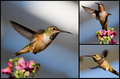 Flight of the Hummingbird..
