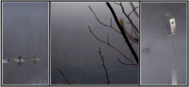 Out of the Fog Beauty Is Revealed