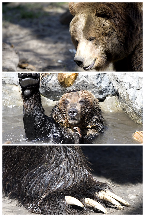 Bear Necessitites