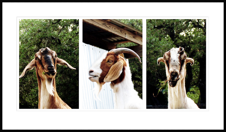 Three Stooges