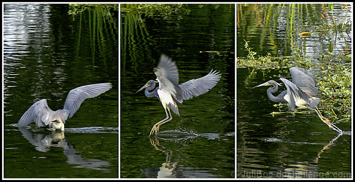 Tri-colored Heron