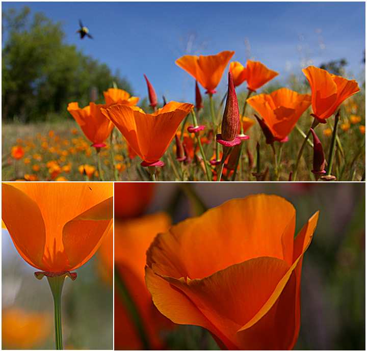 California Golden Poppies