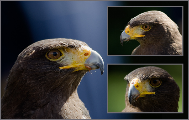 Harris’ Hawk - Parabuteo unicinctus