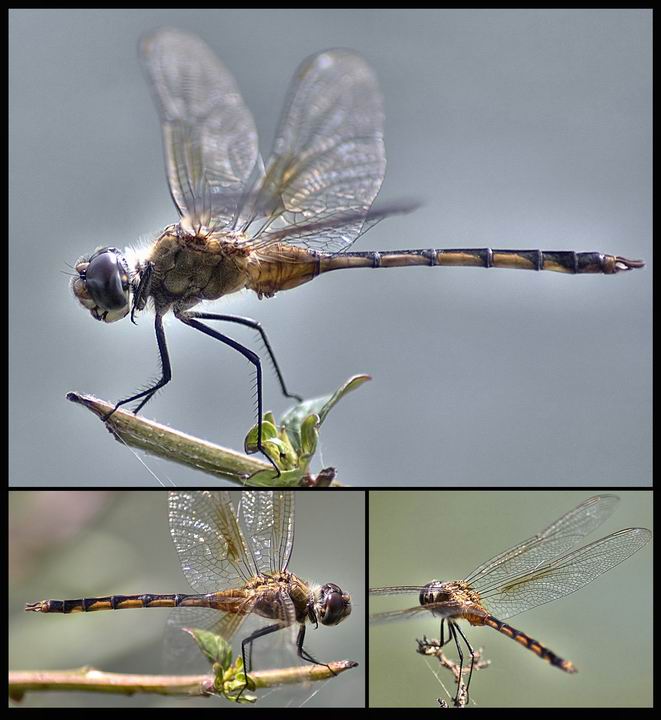 Dragonfly Study