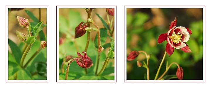 Purple Columbine