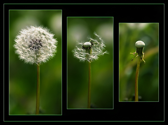 Pusteblume