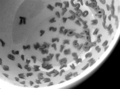 soup