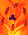 Lava Lilly