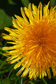 Sun-burst