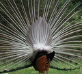 peacock goes a-courting