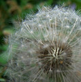 Dandelion Clock