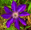 Clematis: Symmetry 2X Concentric