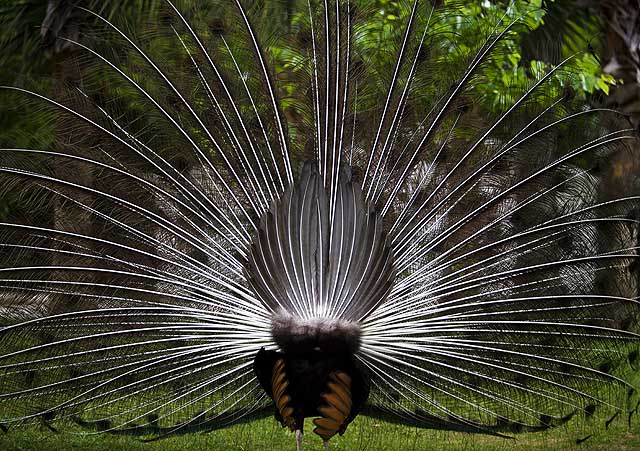 Peacock Posterior