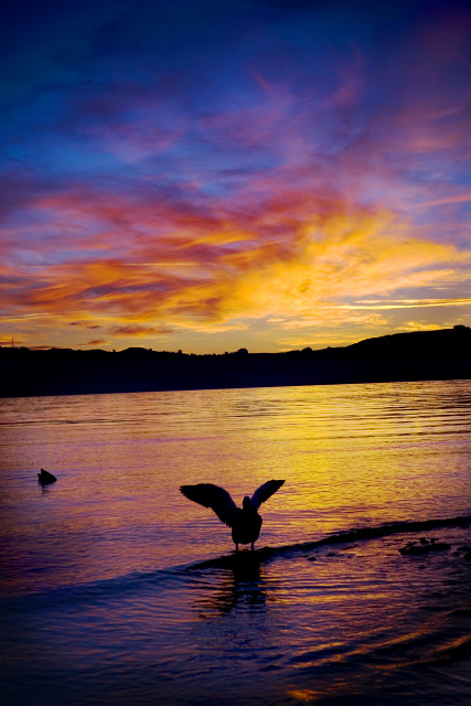 Basking in Sunset