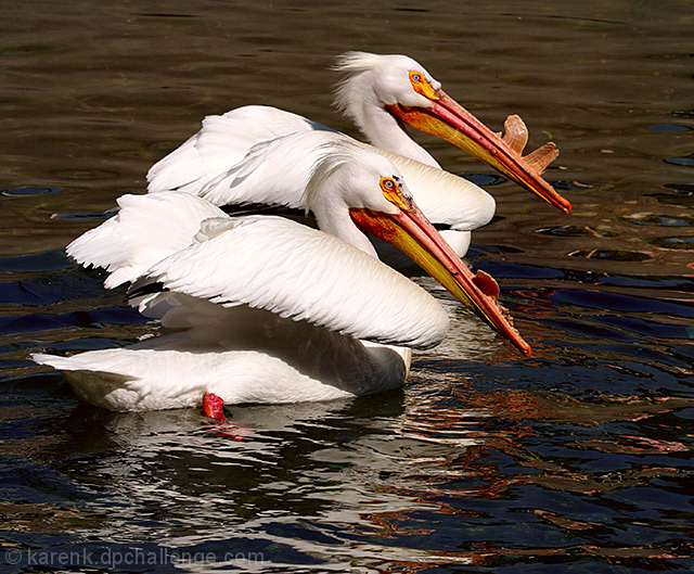 Synchronized Swimming