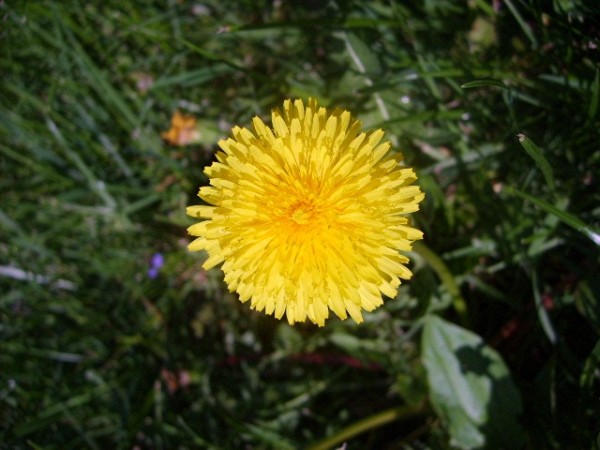 Dandelion Petal Symmetry