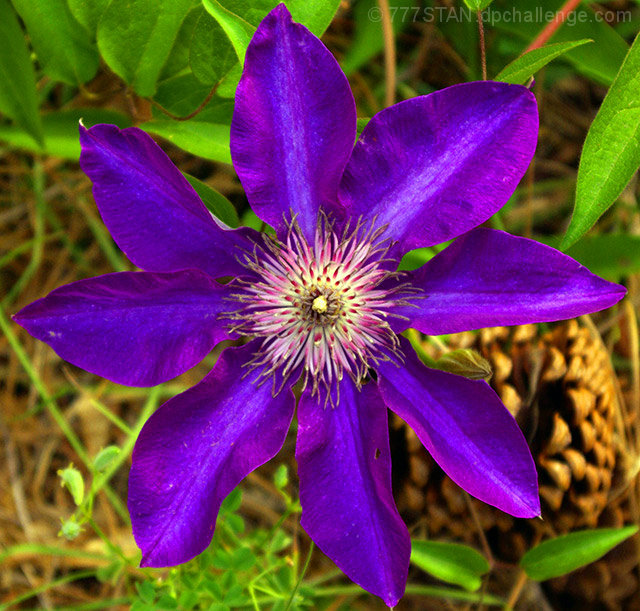Clematis: Symmetry 2X Concentric