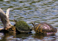 Yertle The Turtle was King of The Pond