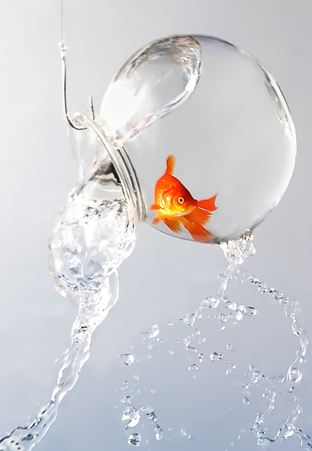 One Fish to Fish Red Fish Fishbowl