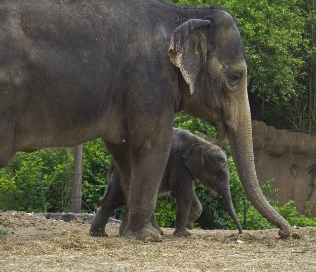 Horton's Early Years