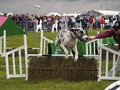 The Doggie Derby