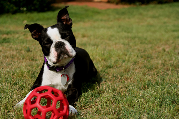 Pets enjoy sports as much as we do.
