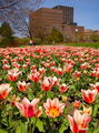 Canadian Tulip Festival