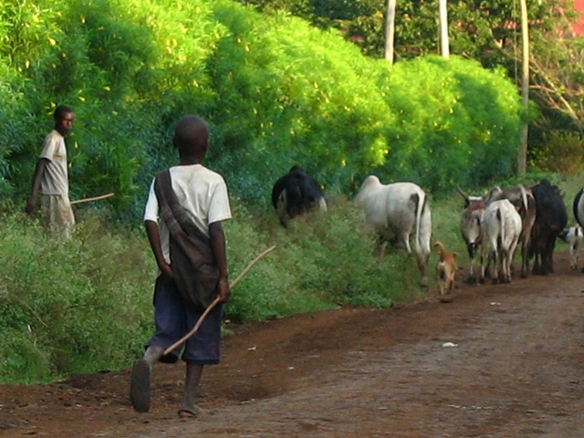 bringing the herd home