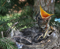 Robin's Nest