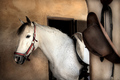 Going for a Ride.............