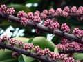 Pink Buds