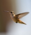 Hummer