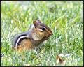 All you can fit in your cheeks Buffet