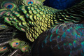 Peacock Up Close and Personal