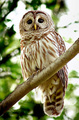 Backyard Barred Owl